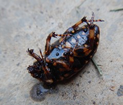 Porphyronota maculatissima