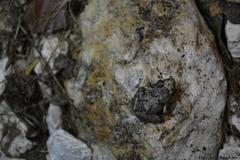 Eleutherodactylus planirostris