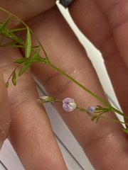 Vicia tetrasperma