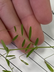 Vicia tetrasperma