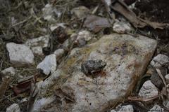 Eleutherodactylus planirostris