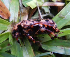 Porphyronota maculatissima