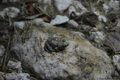 Eleutherodactylus planirostris