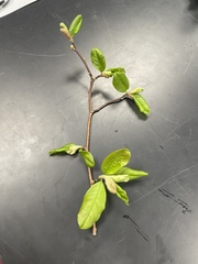 Magnoliopsida