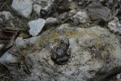 Eleutherodactylus planirostris