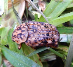 Porphyronota maculatissima