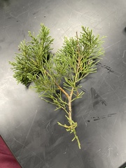 Juniperus virginiana