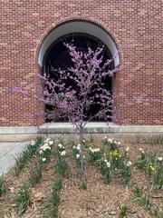 Cercis canadensis