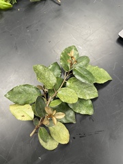 Magnoliopsida