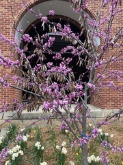 Cercis canadensis