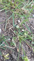 Stellaria media