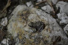 Eleutherodactylus planirostris