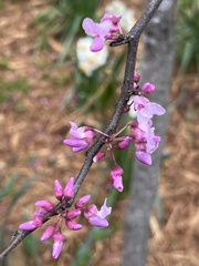 Cercis canadensis