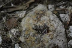 Eleutherodactylus planirostris
