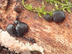 Exidia brunneola