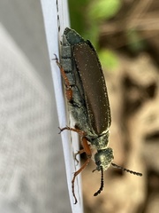 Lytta aenea