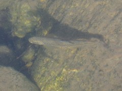 Salmo marmoratus
