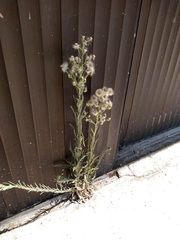 Erigeron bonariensis