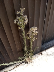 Erigeron bonariensis