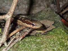 Alsophis rufiventris