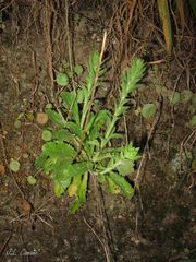 Anarrhinum duriminium