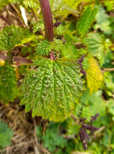 Mediterranean Nettle