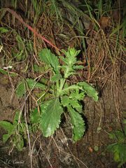 Anarrhinum duriminium