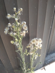 Erigeron bonariensis