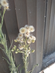 Erigeron bonariensis