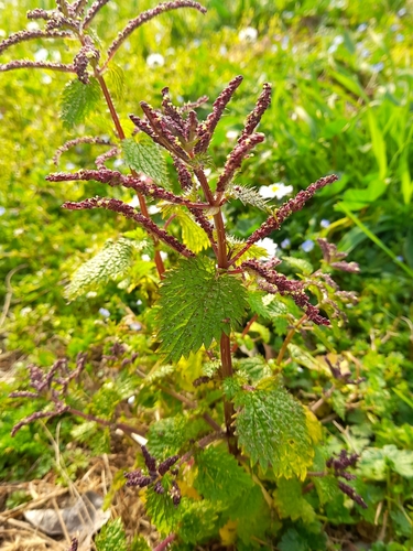 Mediterranean Nettle
