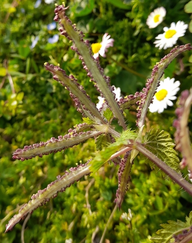 Mediterranean Nettle