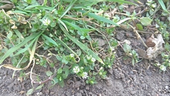 Stellaria media