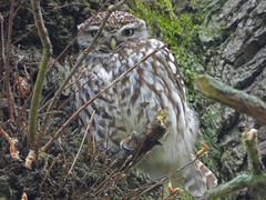 Athene noctua