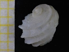 Fossarus ambiguus