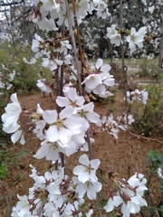Prunus