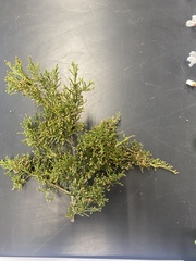 Juniperus virginiana