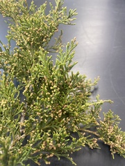 Juniperus virginiana