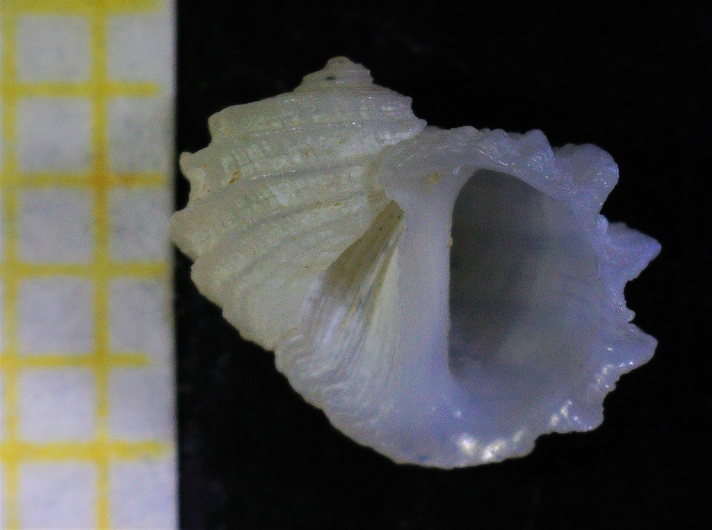 Fossarus ambiguus