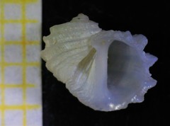 Fossarus ambiguus