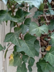 Hedera helix
