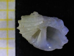 Fossarus ambiguus