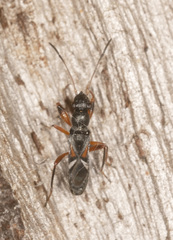 Daerlac cephalotes