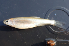 Notropis volucellus