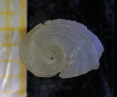 Fossarus ambiguus