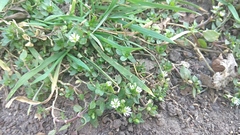 Stellaria media