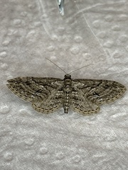 Eupithecia oxycedrata