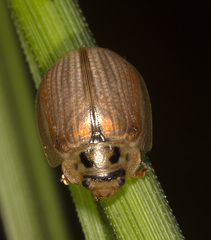 Paropsisterna bimaculata