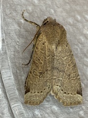 Conistra intricata