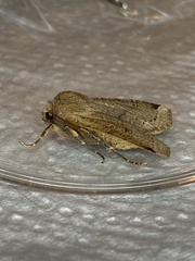 Conistra intricata