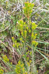 Erica multiflora